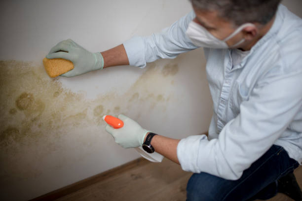 Best Attic Mold Removal  in Ptland, OR