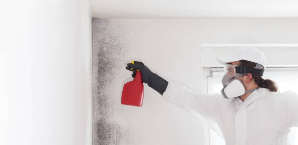 Trusted Portland, OR Mold Removal Experts