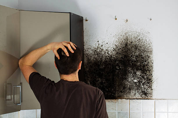 Best Mold Inspection  in Ptland, OR
